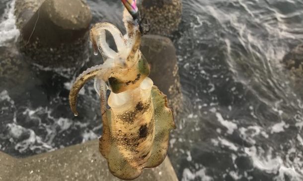 コロッケサイズのアオリイカ画像