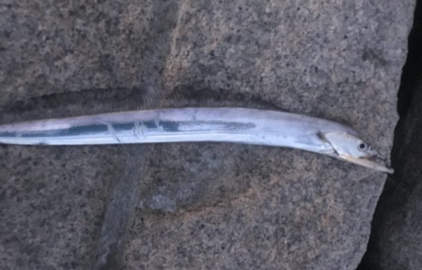 バイブレーションで釣ったタチウオ