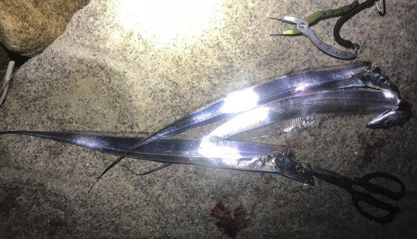 タチウオの画像