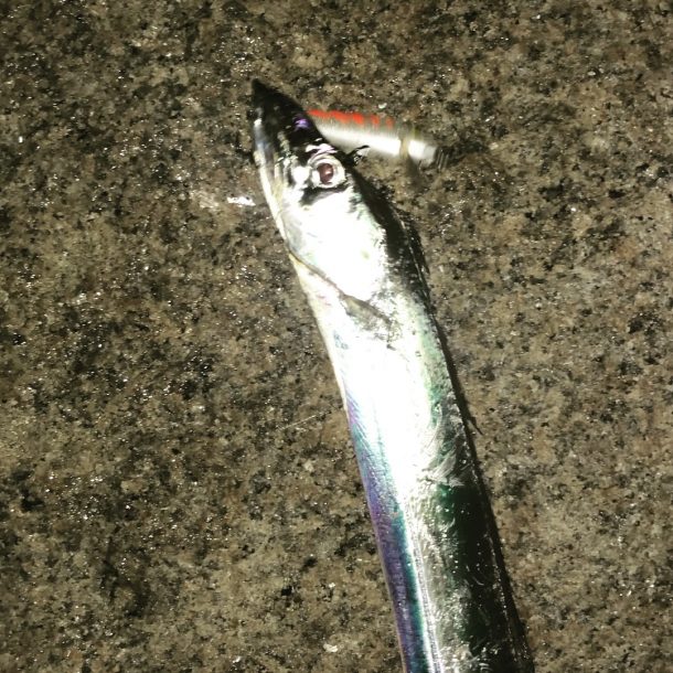 タチウオゲット画像