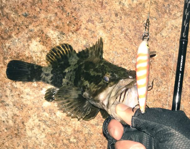 タケノコメバルゲット画像