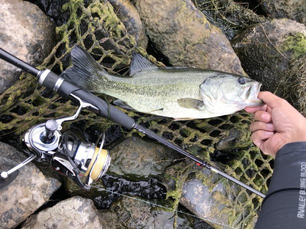 ブラックバス画像