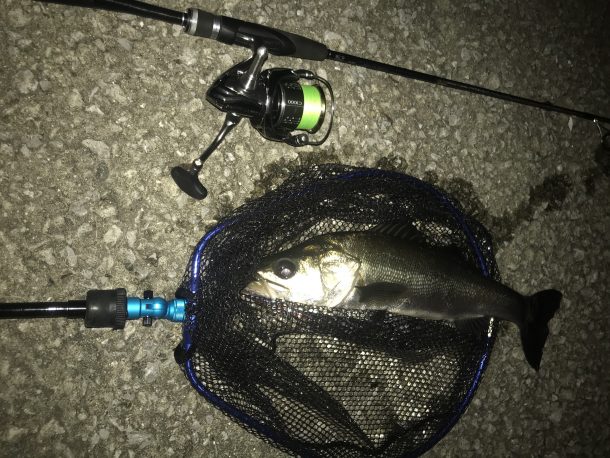 いいサイズのシーバス