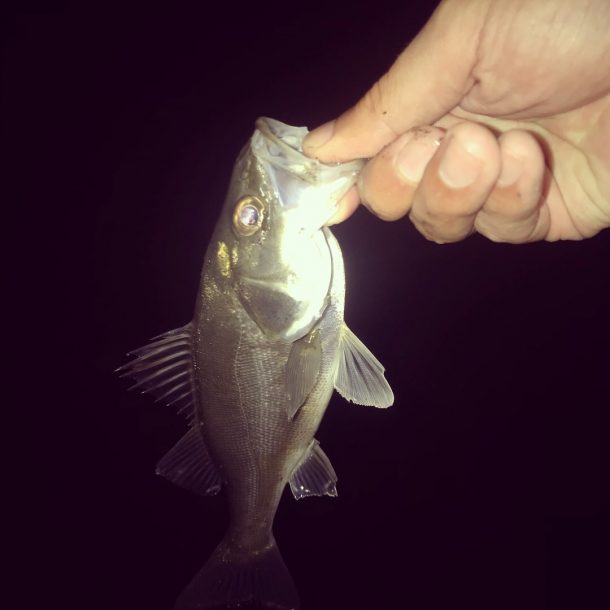 チビシーバス画像