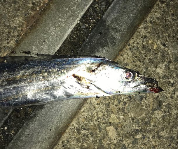 タチウオイメージ