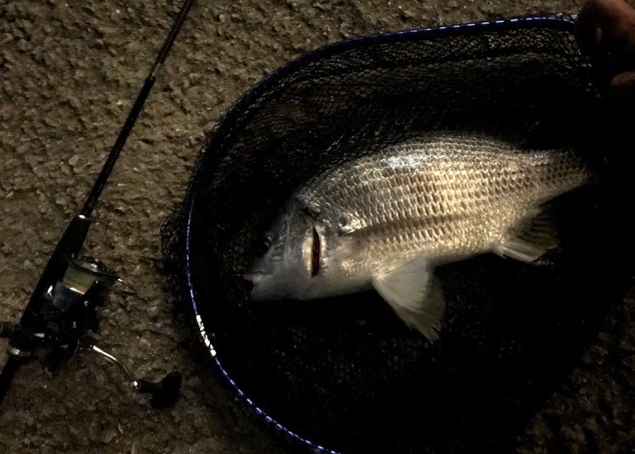 タモアミのイメージ