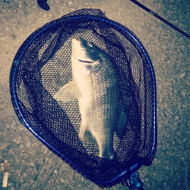 グッドファイトキビレ