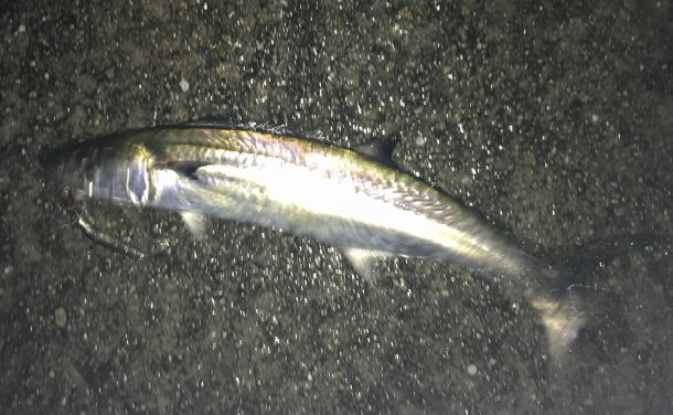 釣れたサゴシ画像