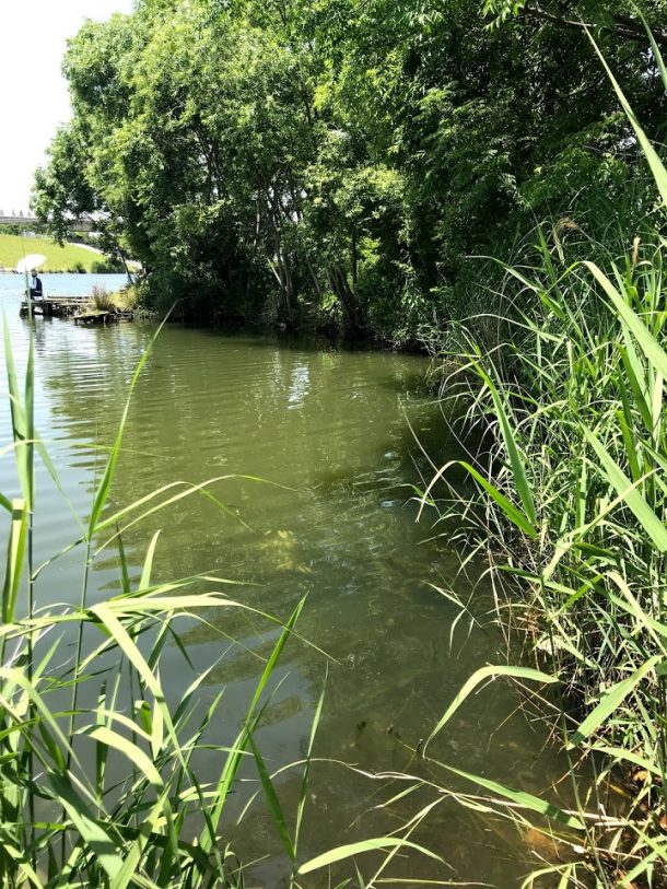 小バスうじゃうじゃ