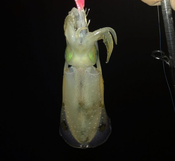 コロッケサイズのイカ