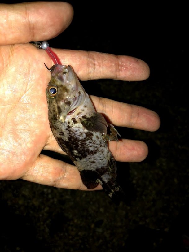 小さいムラソイ