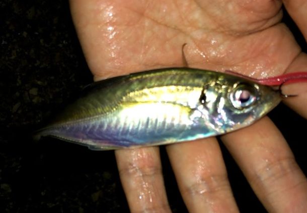 フロートリグの進化系！縦のアクションで釣るアジ