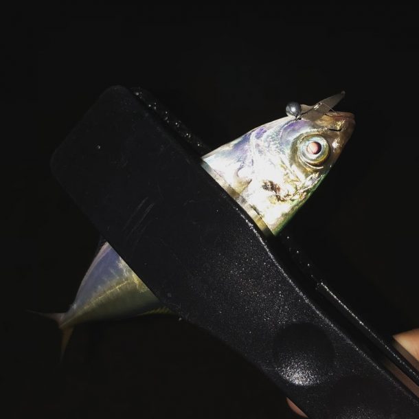 小アジも交じる