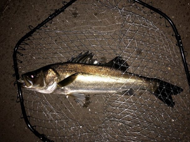 運河のシーバスイメージ