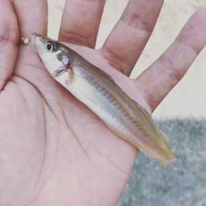 キス釣りイメージ