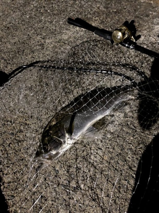 ドブ川シーバス