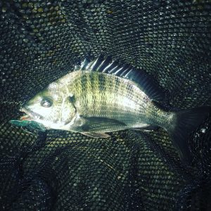 きれいな真チヌイメージ