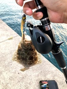 ヒラメイメージ