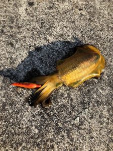 アオリイカの画像