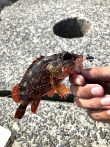 ガシライメージ