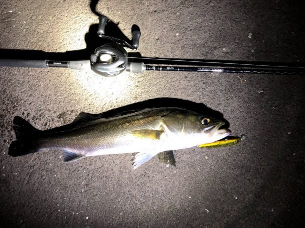 ドブ川のシーバス