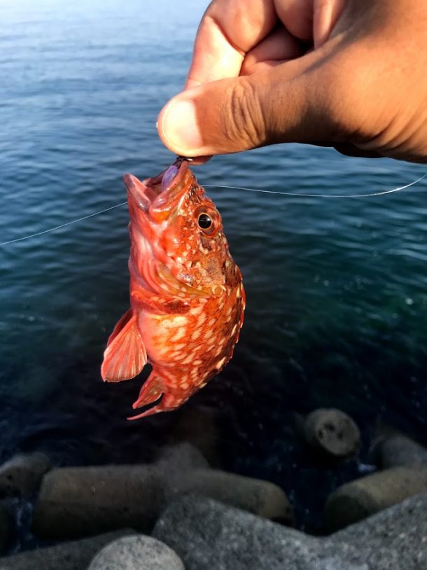 ちっちゃいガシラ