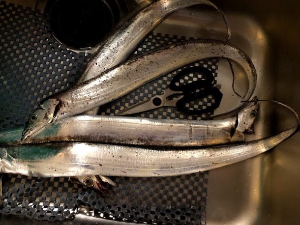 タチウオ台所画像