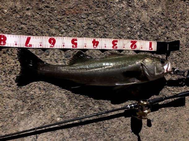 スレたシーバスはこれで攻略！