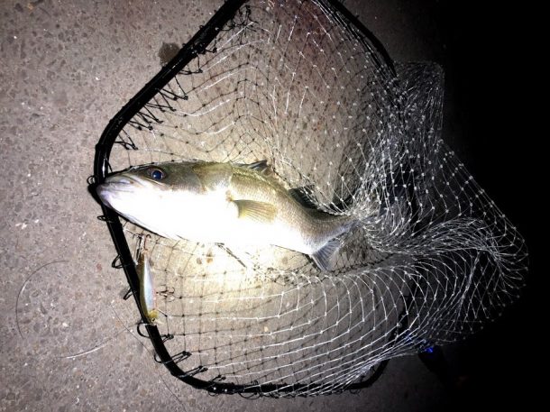 痩せてるけど引きが強いシーバス