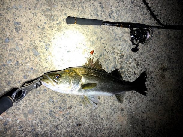 コンディション抜群のシーバス