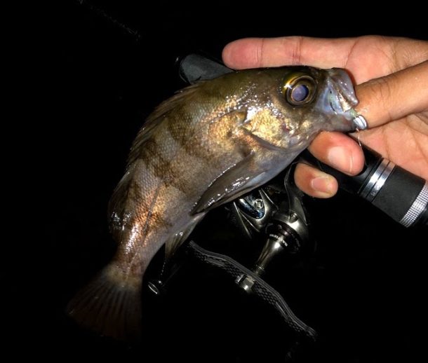 そこそこサイズのメバル