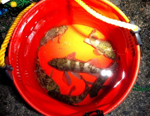 メバルという魚についての基礎知識