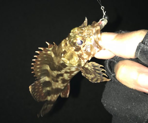 小さいガシラ画像