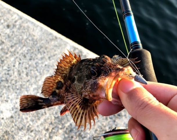 ガシライメージ