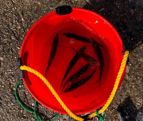 バケツに入ったアジ