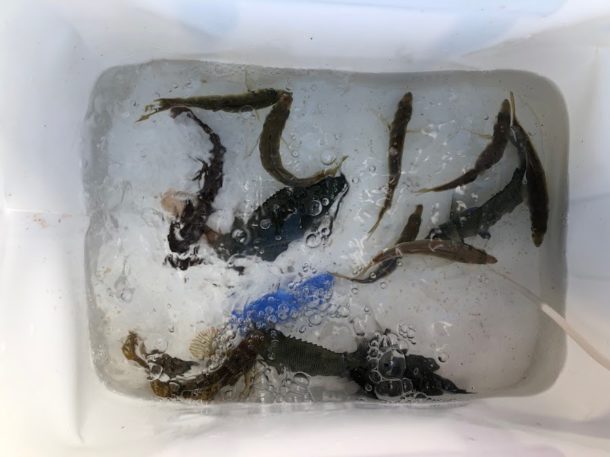 ノマセの餌画像