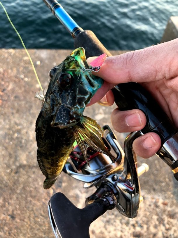 青すぎるアナハゼ