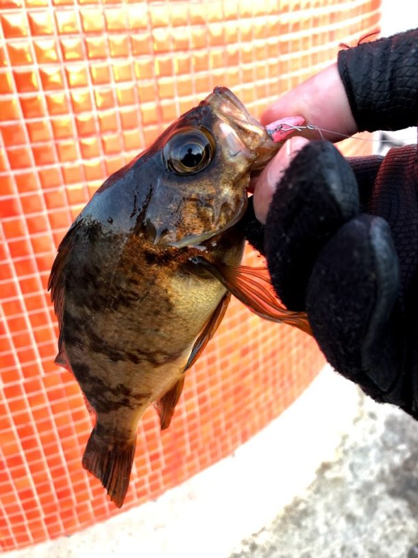 いい感じの赤メバル