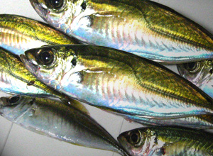 おいしいアジが入れ食いも