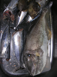 ボート釣りの獲物ウスバハギでかすぎ