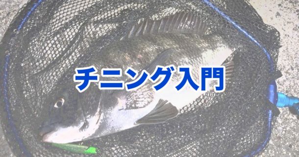 チヌ釣り入門