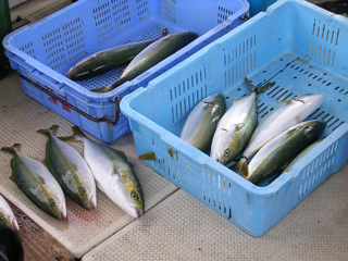 ライトジギングイメージ