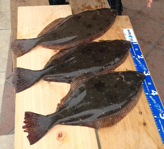 ヒラメイメージ