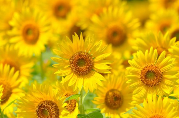 夏の猛暑対策まとめ！いろいろなグッズも紹介