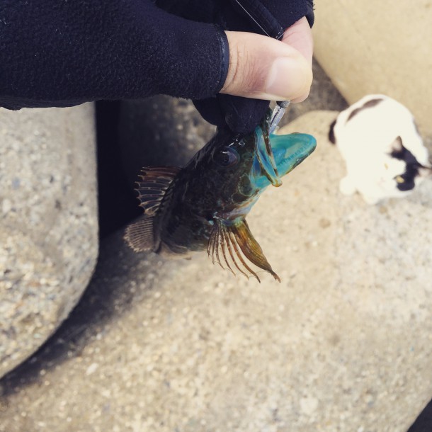 アナハゼでかい