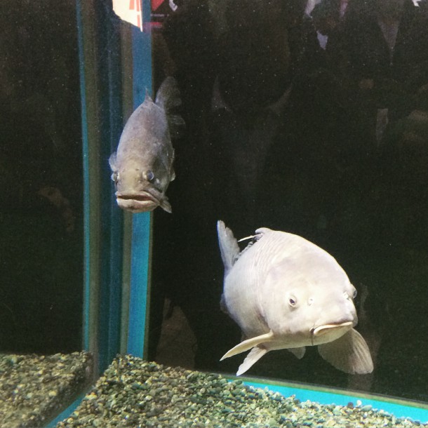 ジャッカルブース