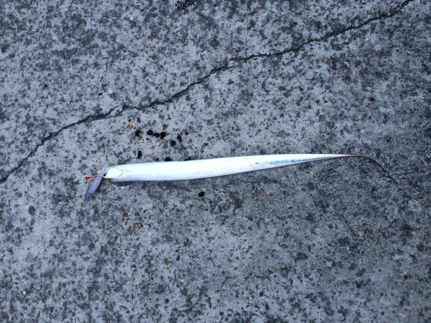 小さいタチウオ