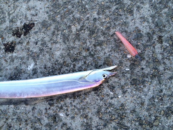 ワームで釣ったタチウオ