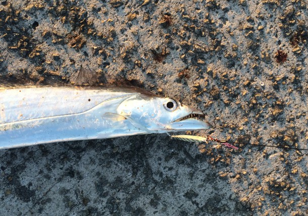 タチウオイメージ