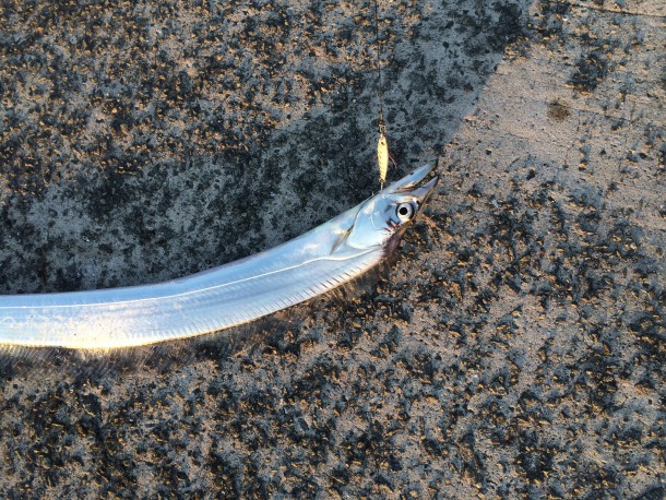 メタルジグでタチウオ画像